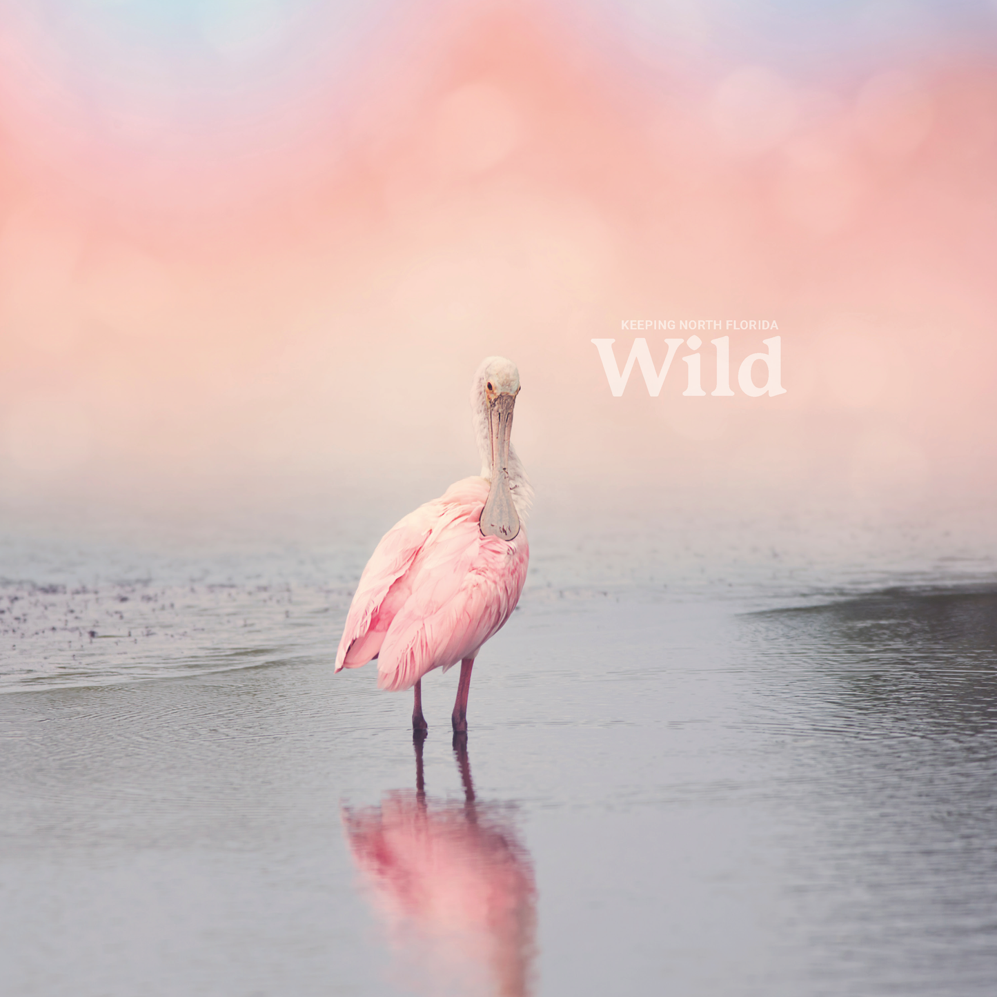 Keeping North Florida Wild